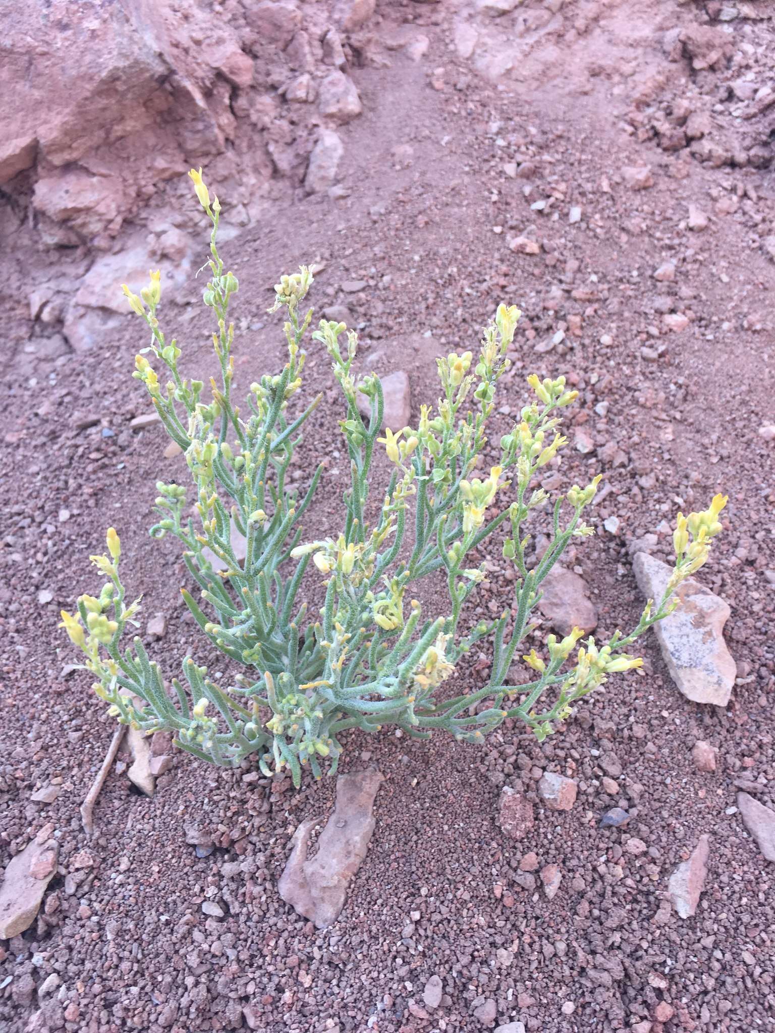 Image of Menonvillea pinnatifida Barnéoud