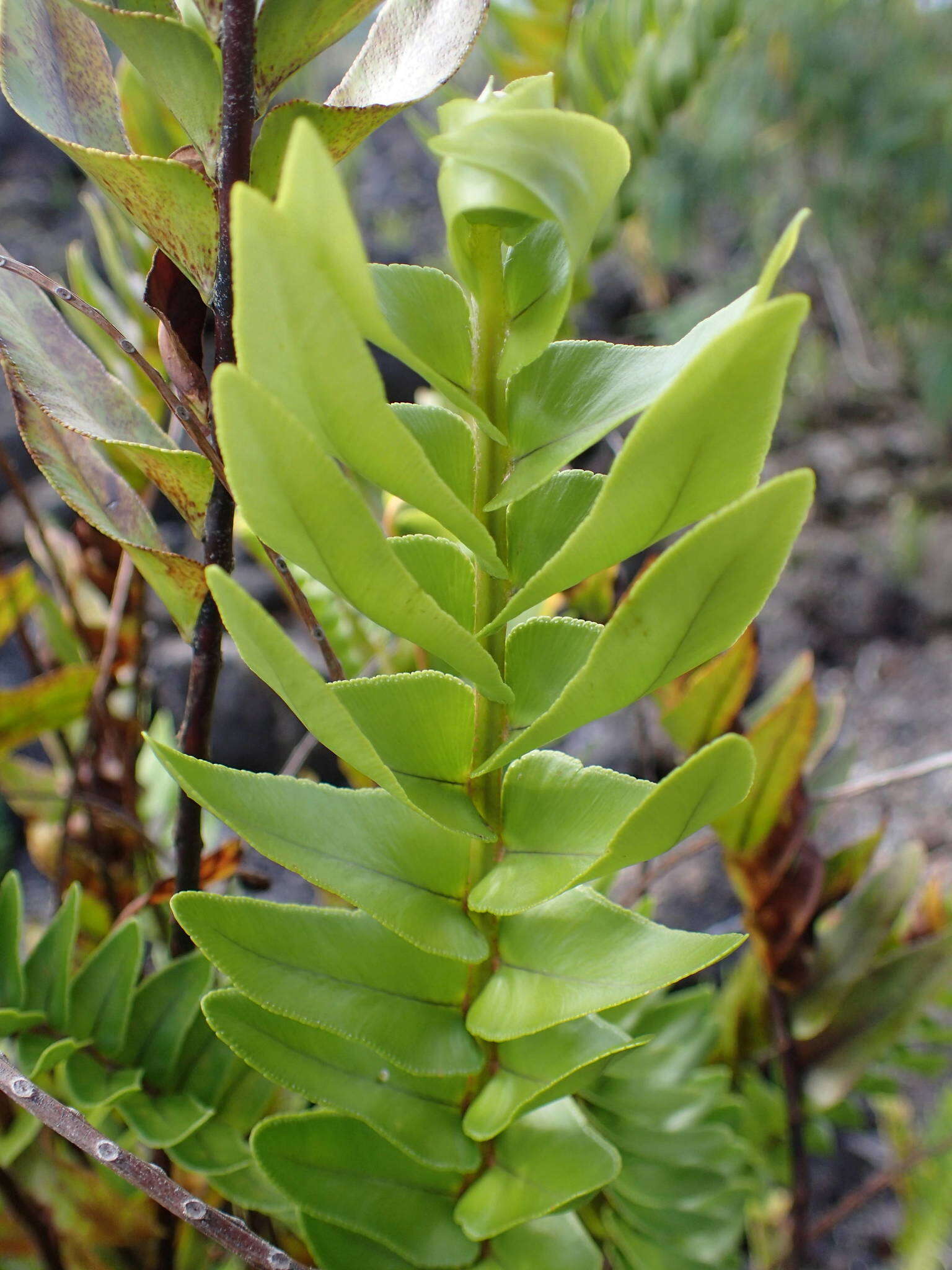 Image of Nephrolepis abrupta (Bory) Mett.