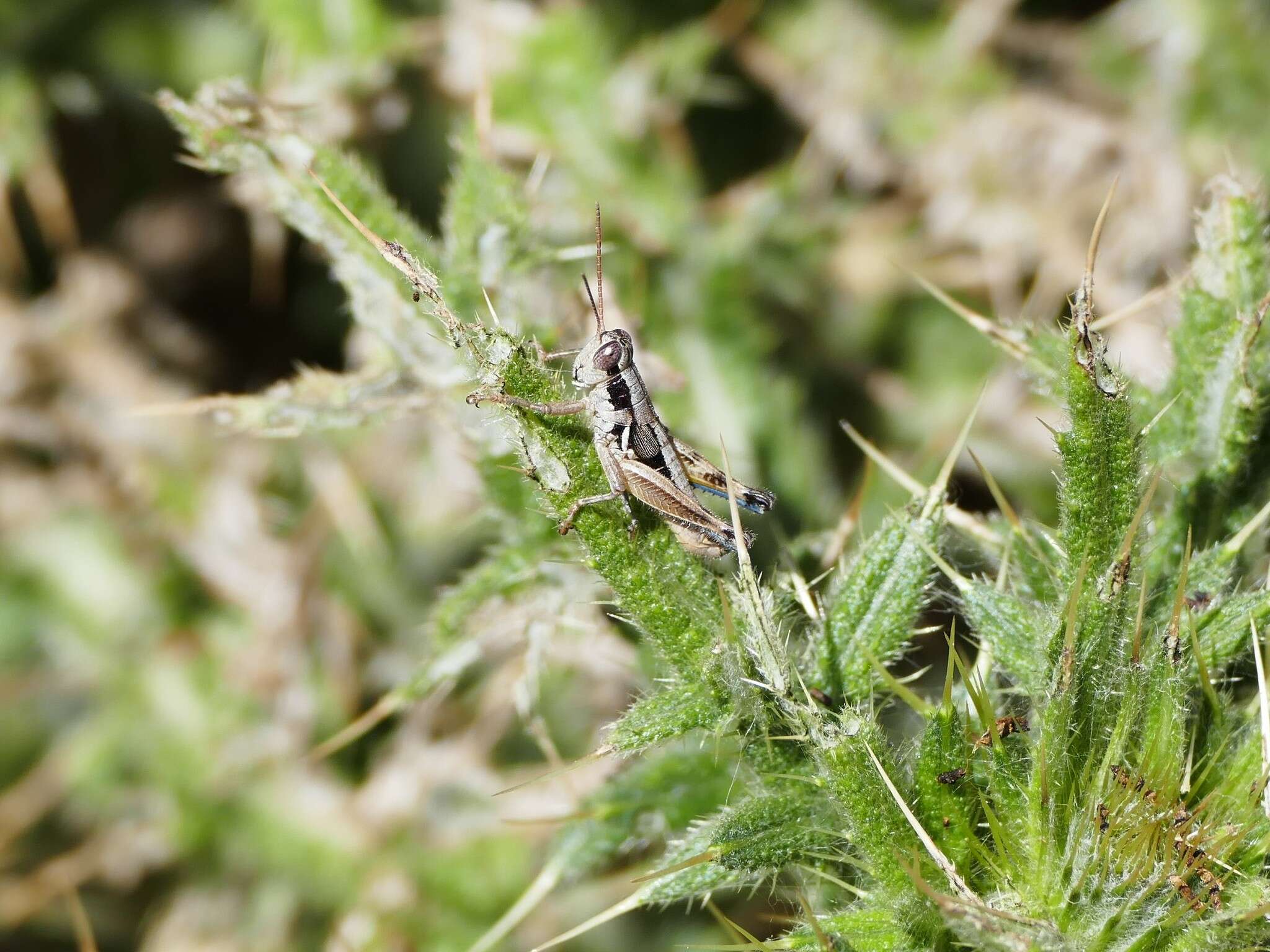 Image of Arid Lands Spur-Throat Grasshopper