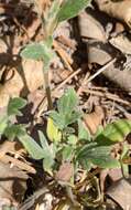 Phacelia davidsonii A. Gray resmi