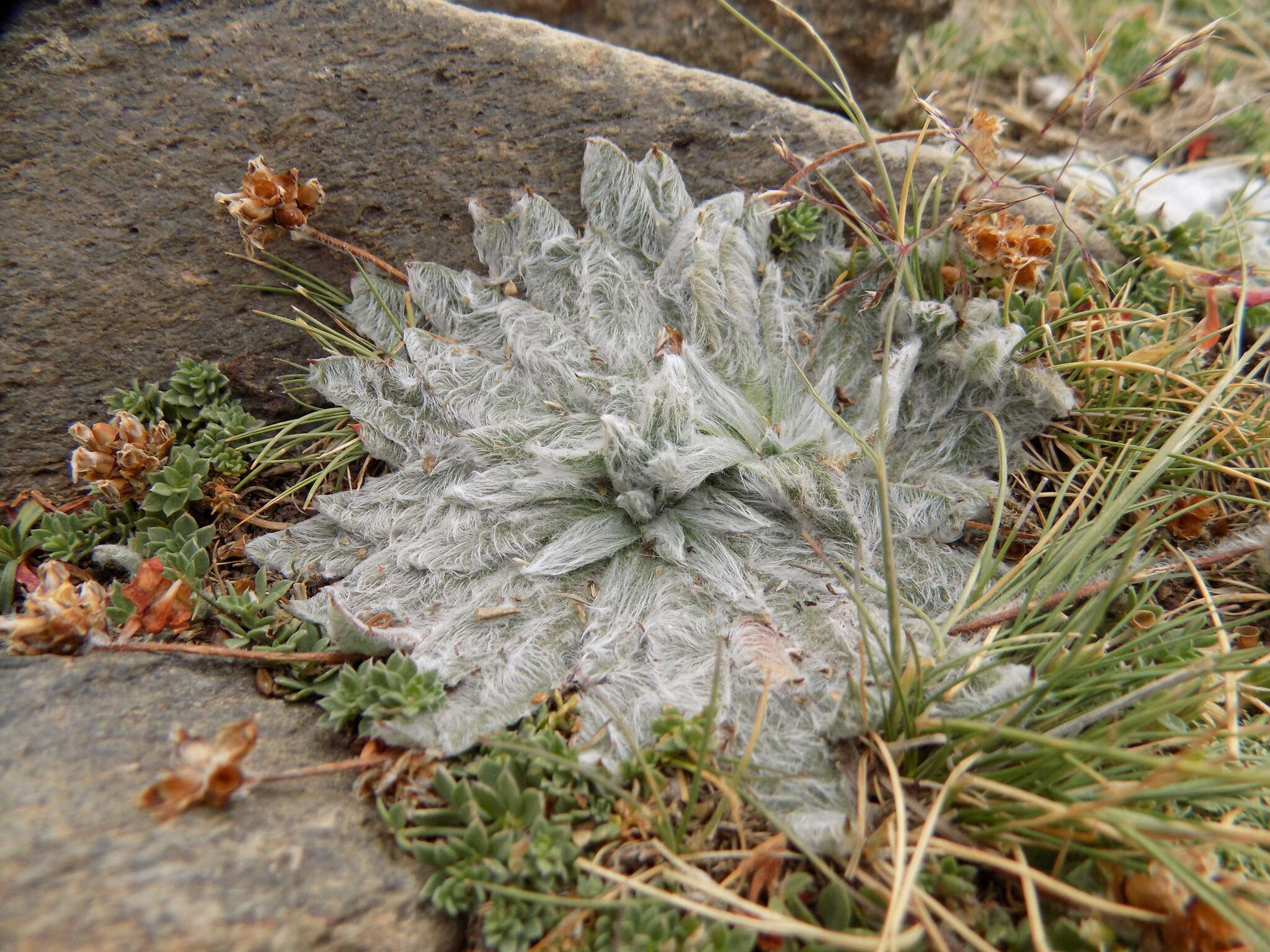 Plantago nivalis Boiss. resmi