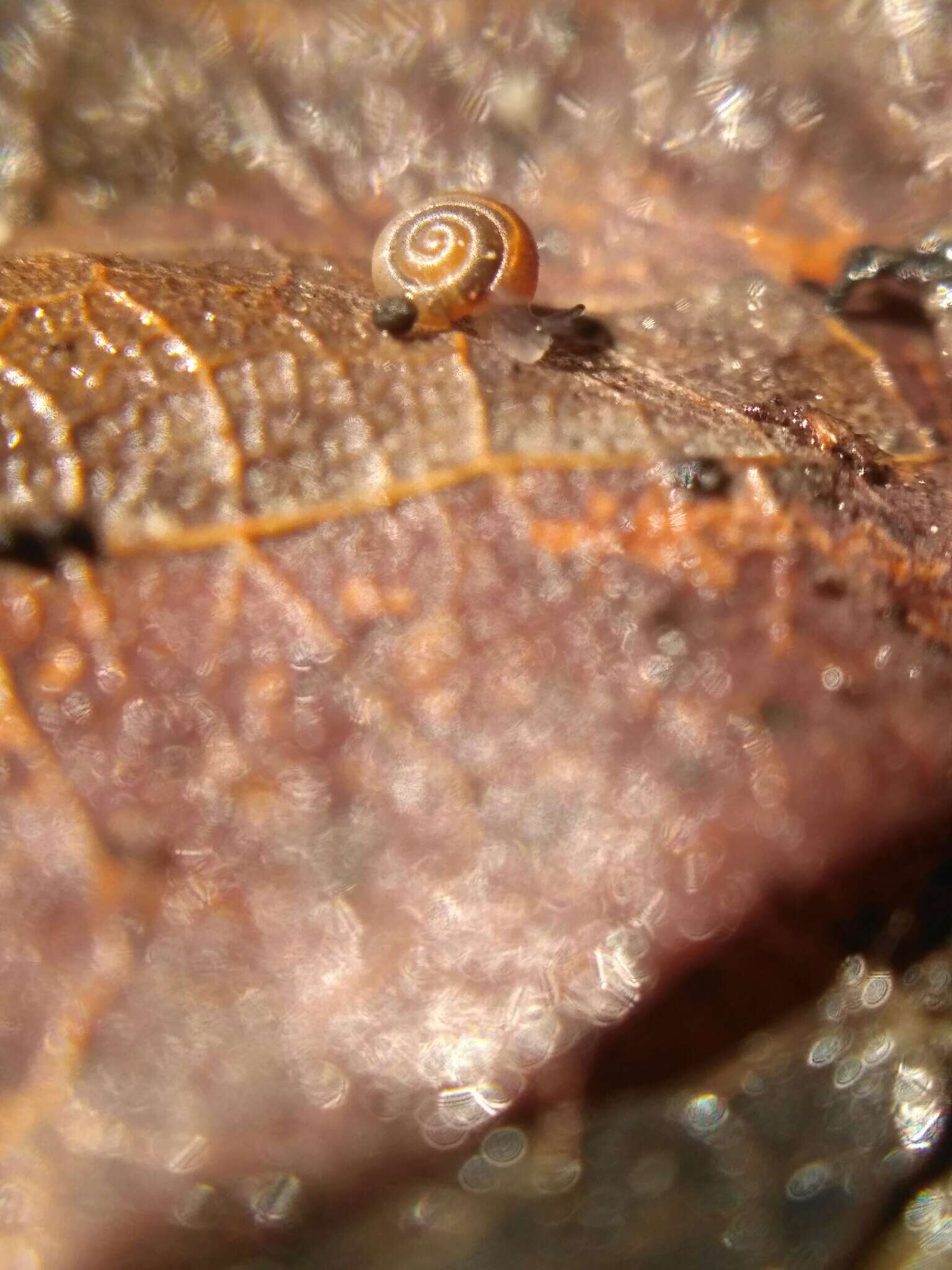 Image of dwarf snail