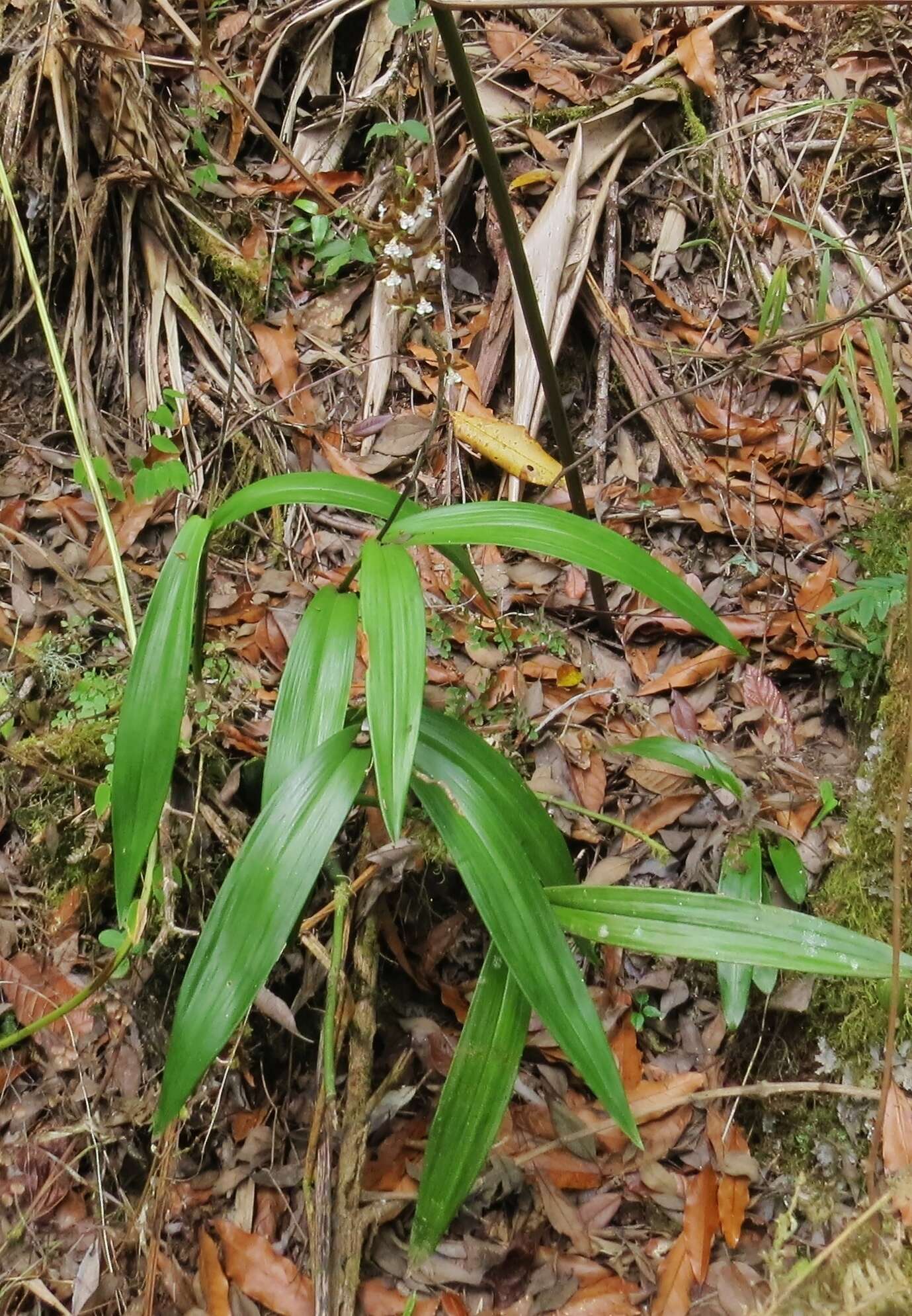 Слика од Prosthechea varicosa (Bateman ex Lindl.) W. E. Higgins