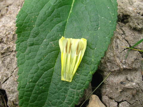 صورة <i>Onosma microcarpa</i>