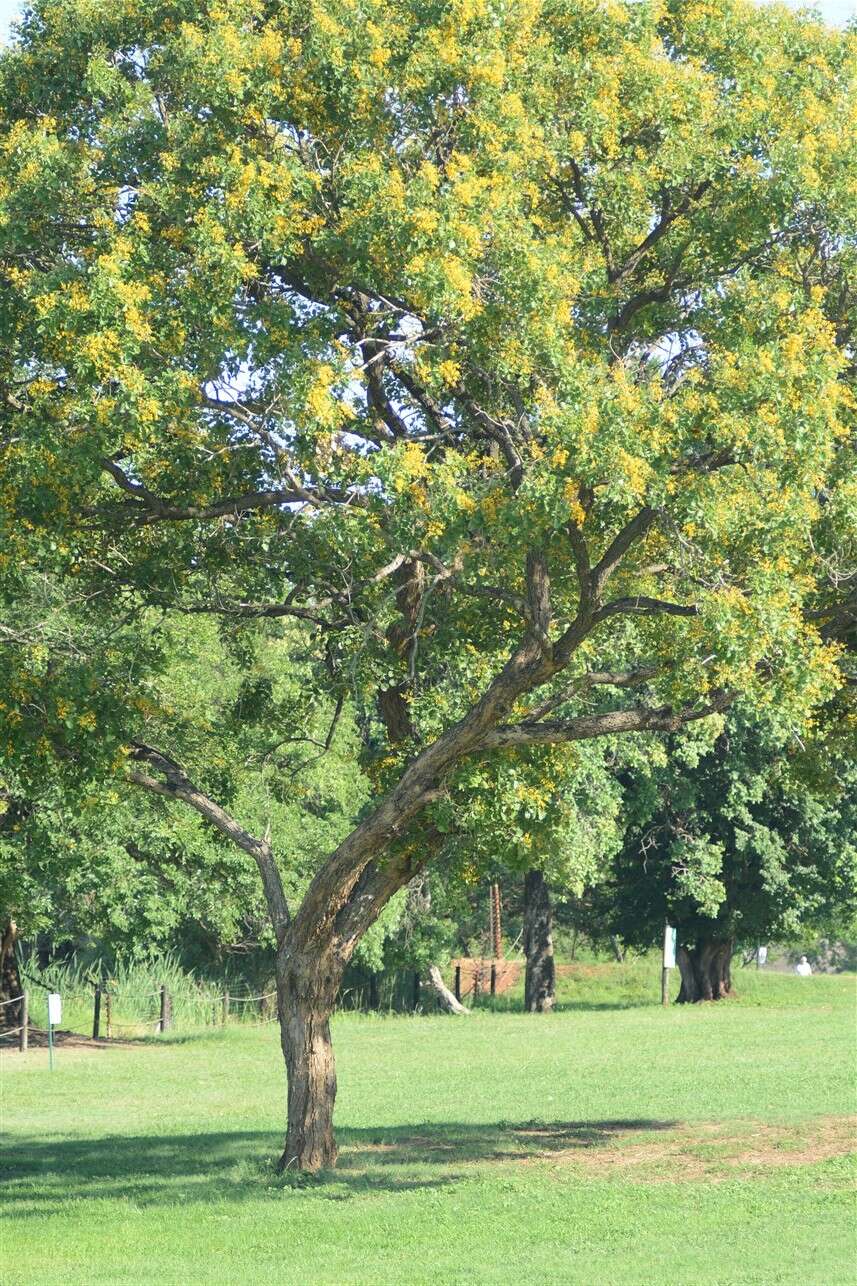 صورة Pterocarpus rotundifolius (Sond.) Druce