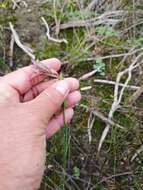 Imagem de Gladiolus recurvus L.