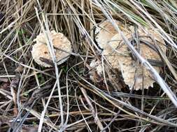 Image of Saproamanita pruittii (A. H. Sm. ex Tulloss, J. Lindgr. & D. Arora) Redhead, Vizzini, Drehmel & Contu 2016