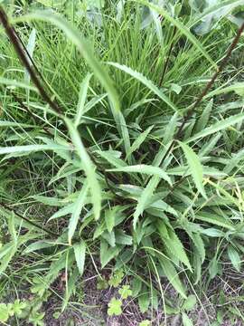 Image of Small's goldenrod