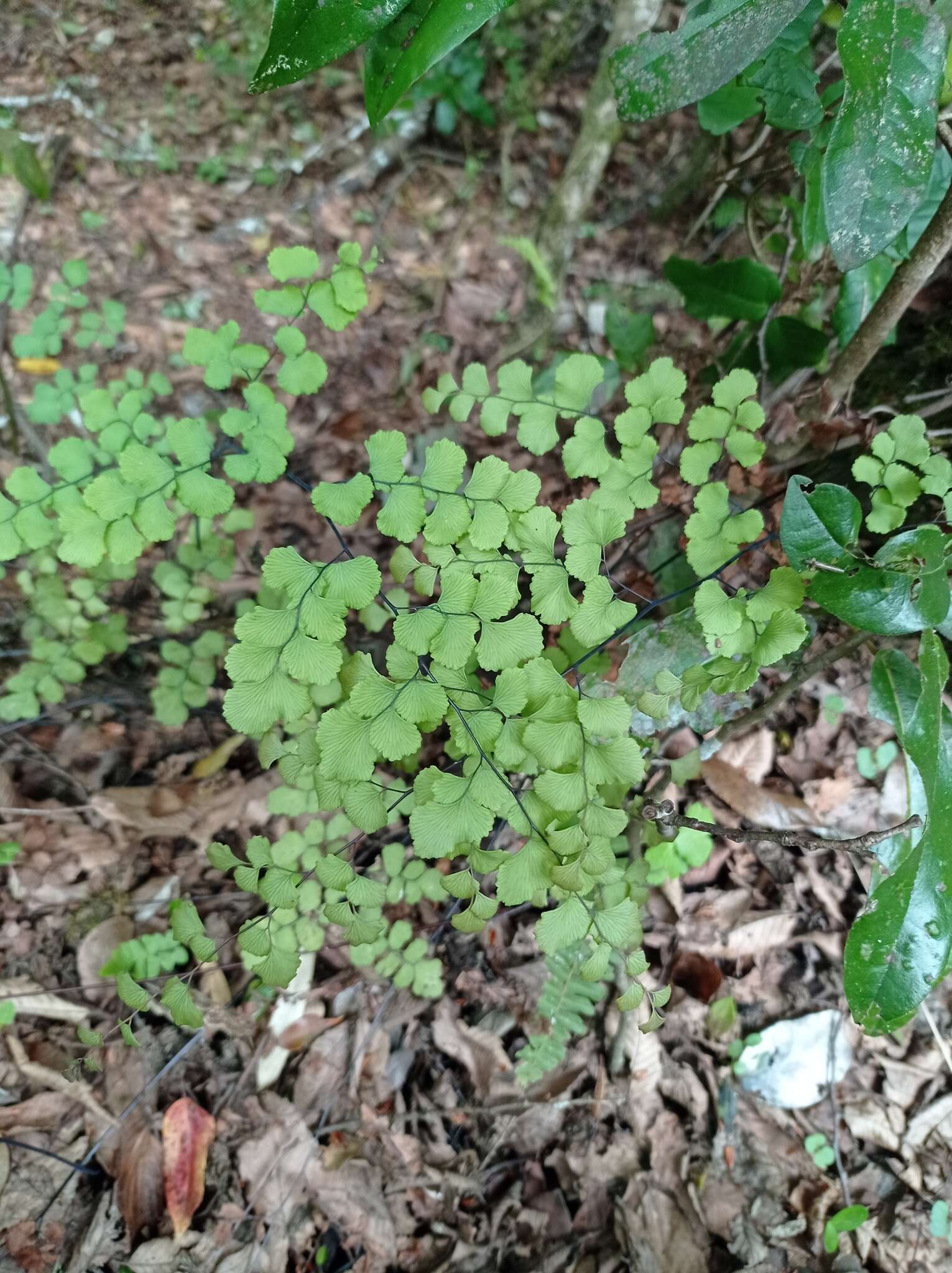 Adiantum chilense Kaulf.的圖片