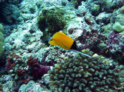 Image of Big long-nosed Butterflyfish