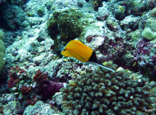 Image of Big long-nosed Butterflyfish