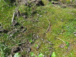 Image of Welsh mudwort