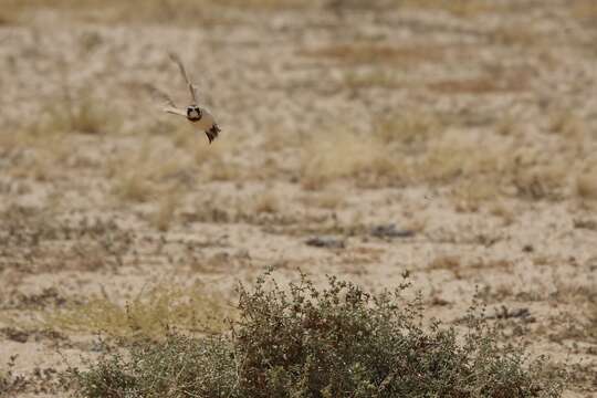 Image of Temminck's Horned Lark