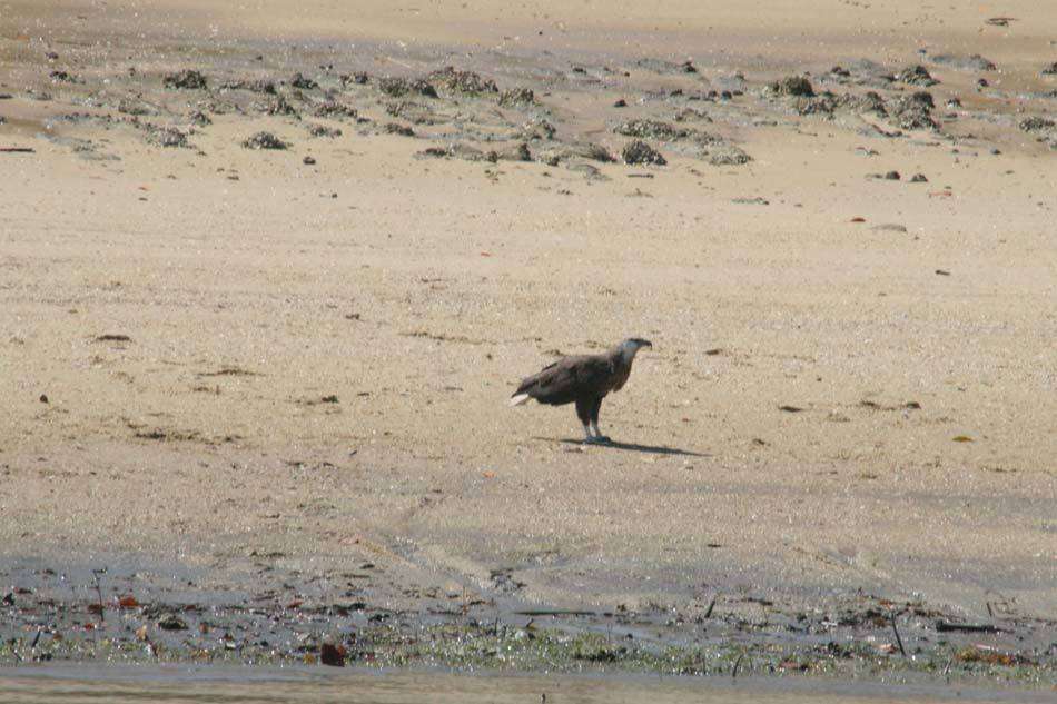 Haliaeetus vociferoides Des Murs 1845 resmi