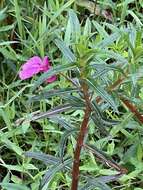 Impatiens chinensis L. resmi