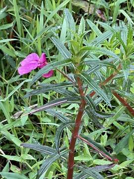 Impatiens chinensis L. resmi