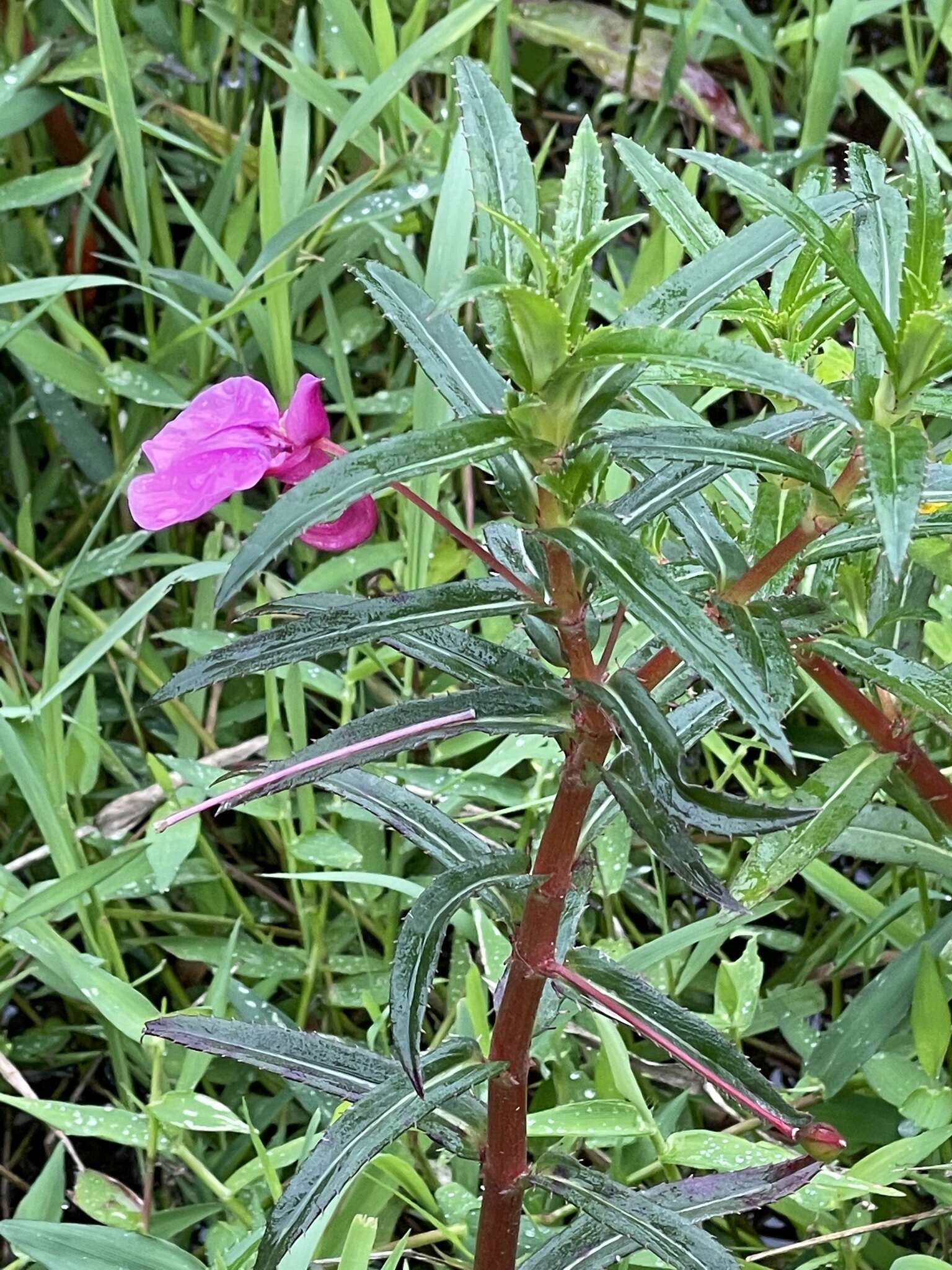 Impatiens chinensis L. resmi