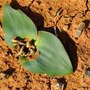 Image of Lachenalia ensifolia subsp. maughanii (W. F. Barker) G. D. Duncan