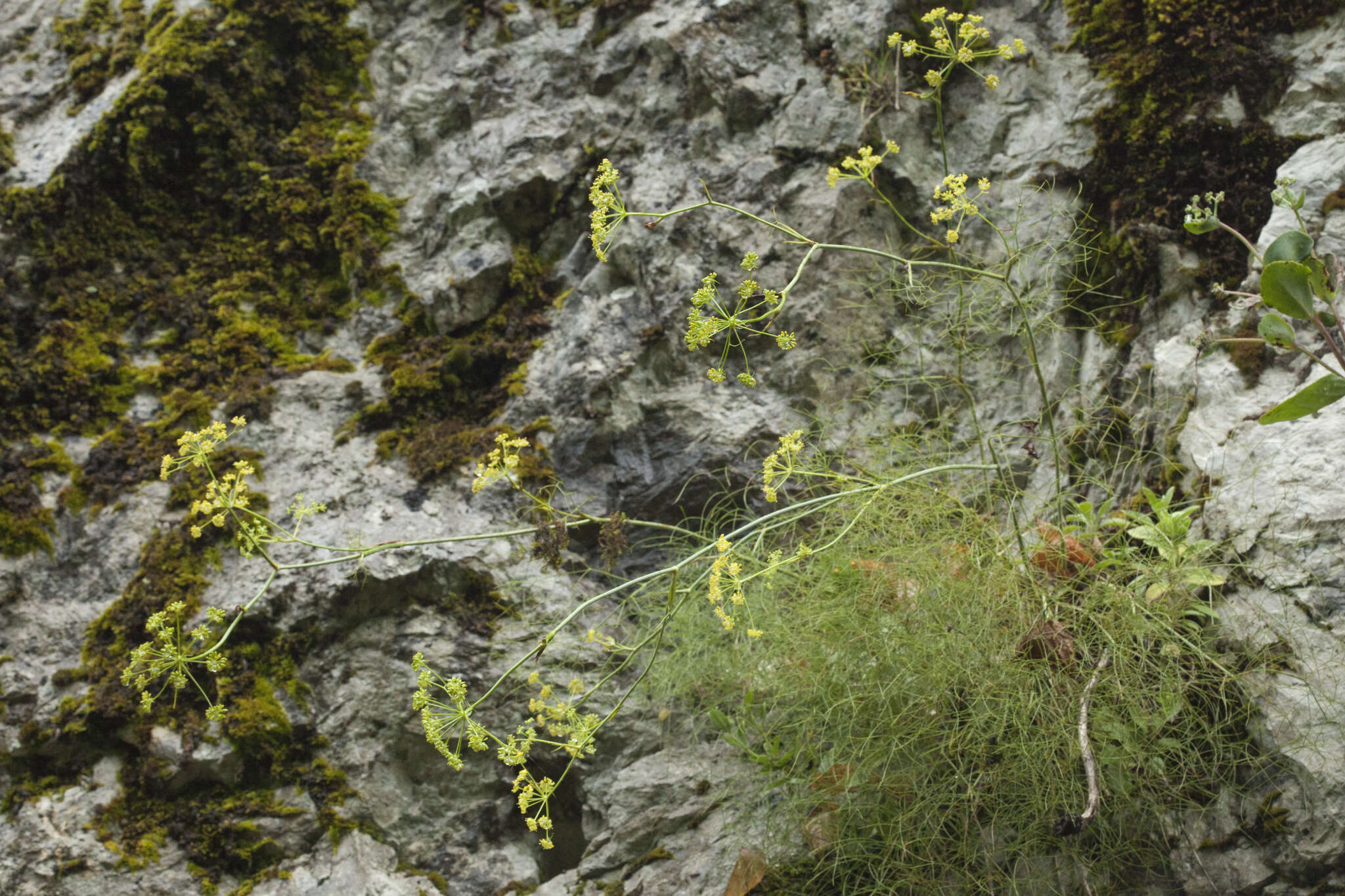 Image of Peucedanum longifolium Waldst. & Kit.