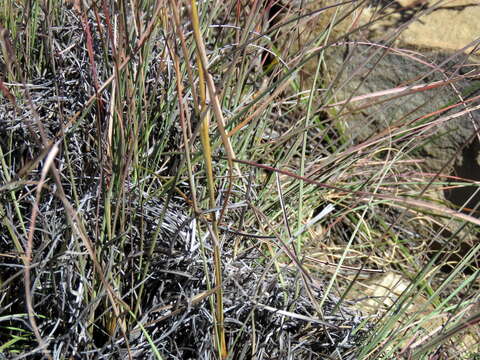 Imagem de Cymbopogon pospischilii (K. Schum.) C. E. Hubb.