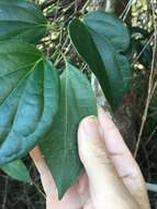 Image of Australian pepper