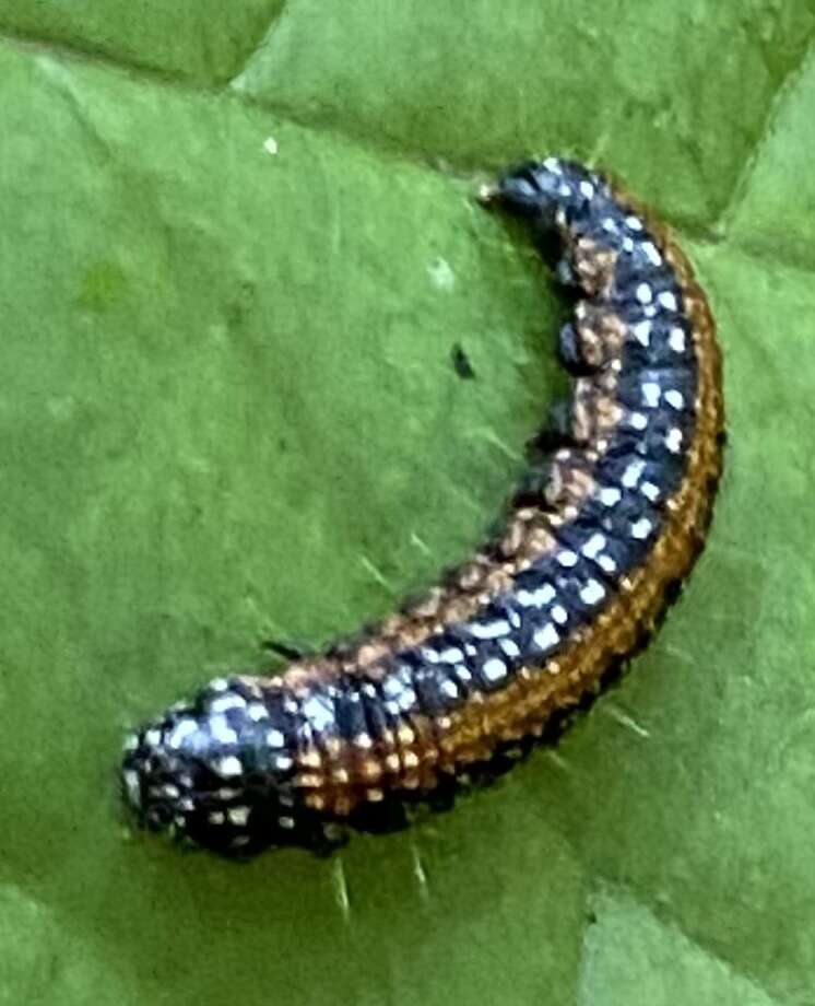 Image of Asimina webworm moth