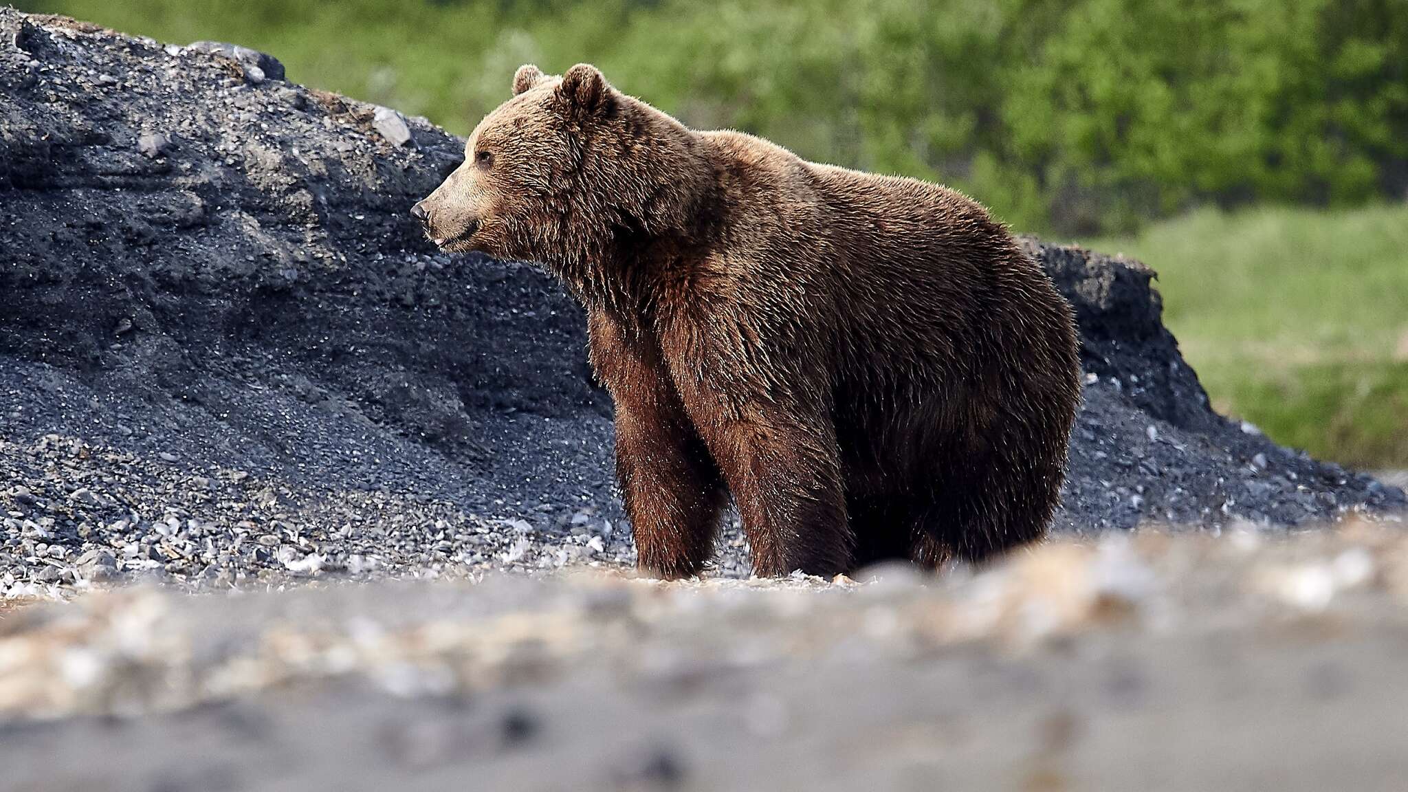 Image of Kamchatka brown bear