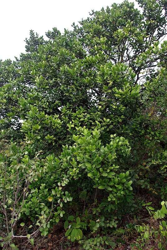 Image of Round-leaved Poison-bush