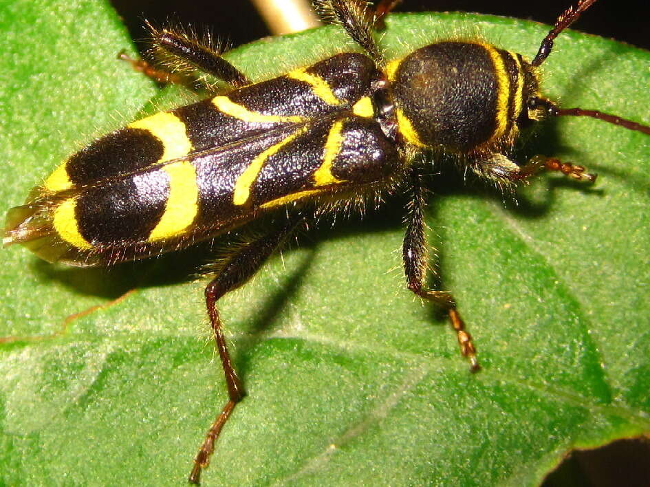 Image of Cyrtoclytus capra (Germar 1824)