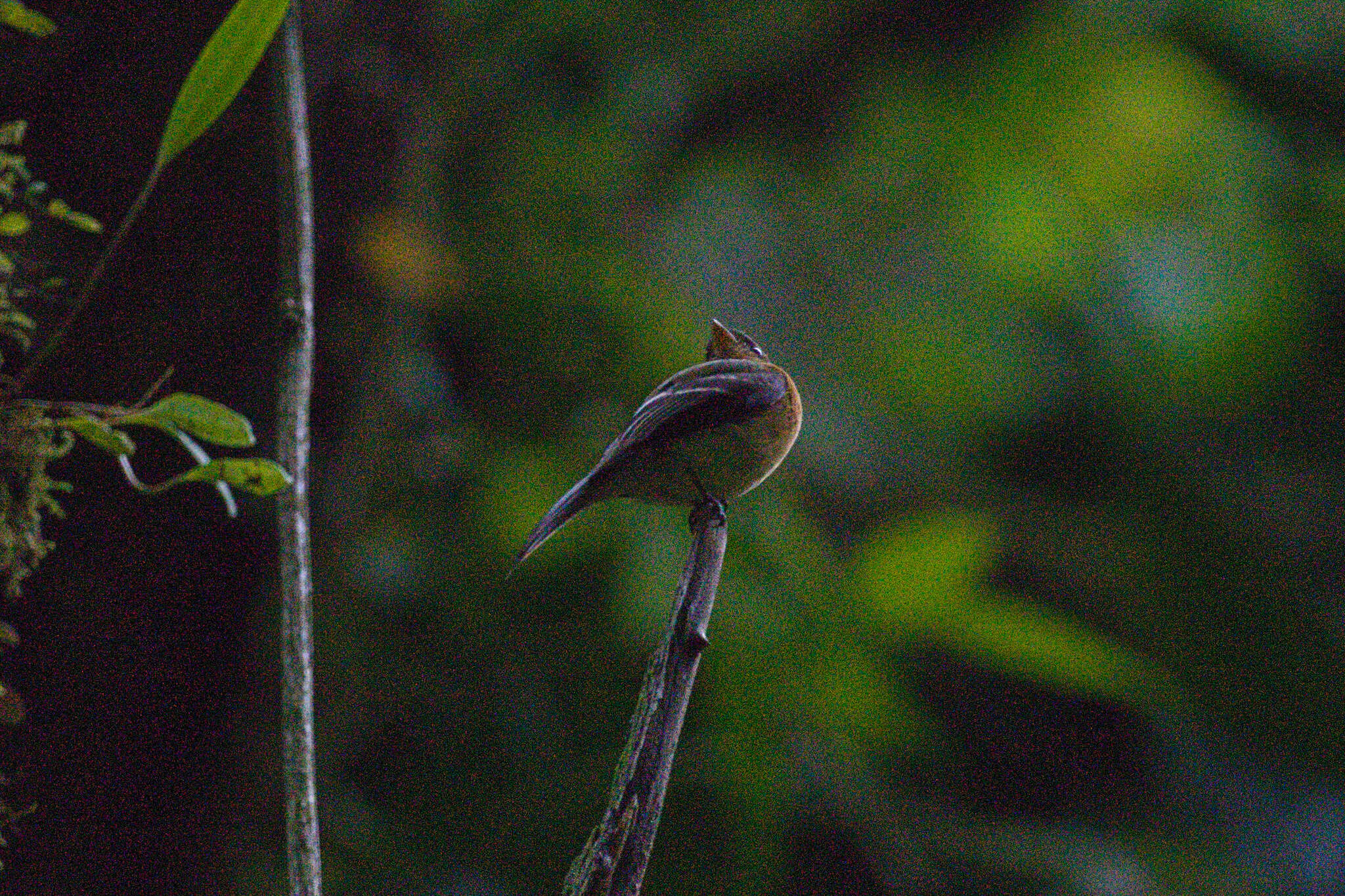 Mitrephanes phaeocercus aurantiiventris (Lawrence 1865) resmi