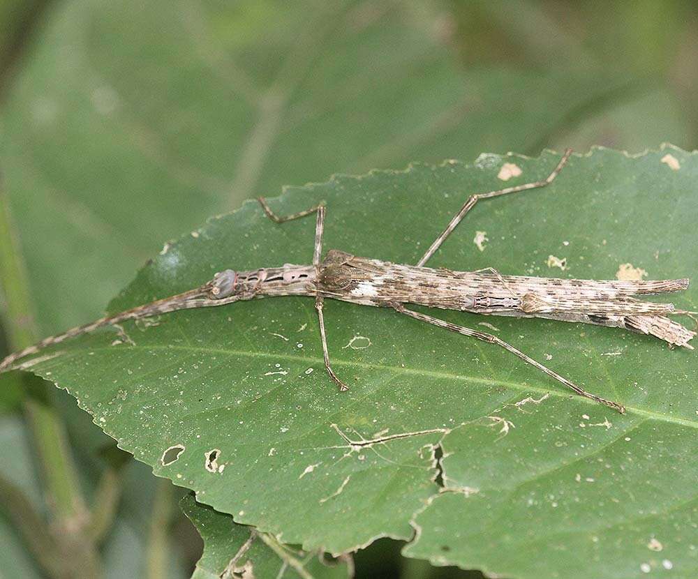 Image of Trachythorax maculicollis (Westwood 1848)