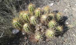 Image of Echinopsis candicans (Gillies ex Salm-Dyck) D. R. Hunt