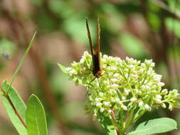 Image of Speyeria hesperis dorothea Moeck 1947