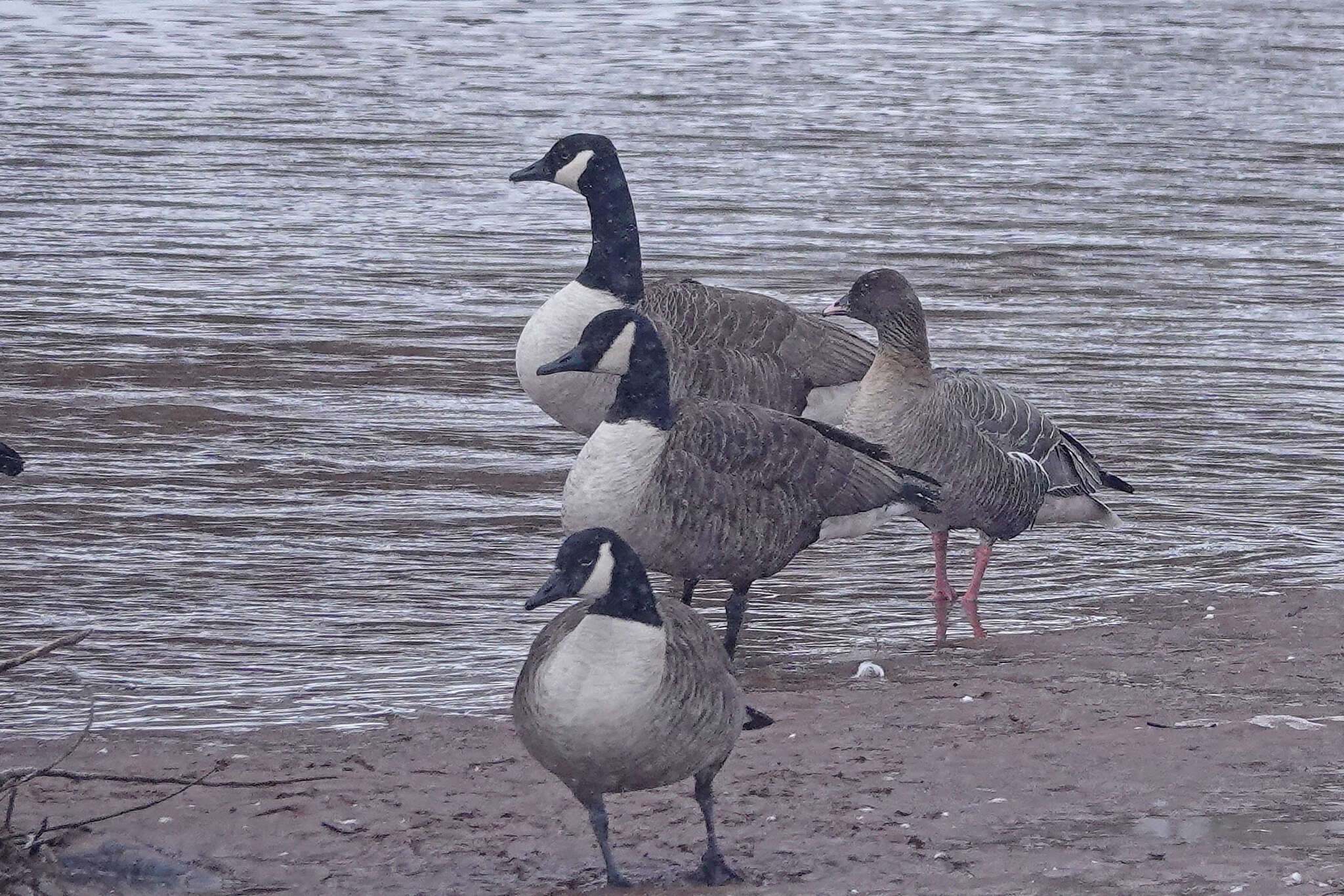 Imagem de Anser brachyrhynchus Baillon 1834