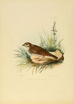 Image of Indian Bush Lark