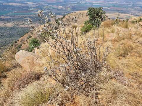 Image of Vitex zeyheri Sond. ex Schauer