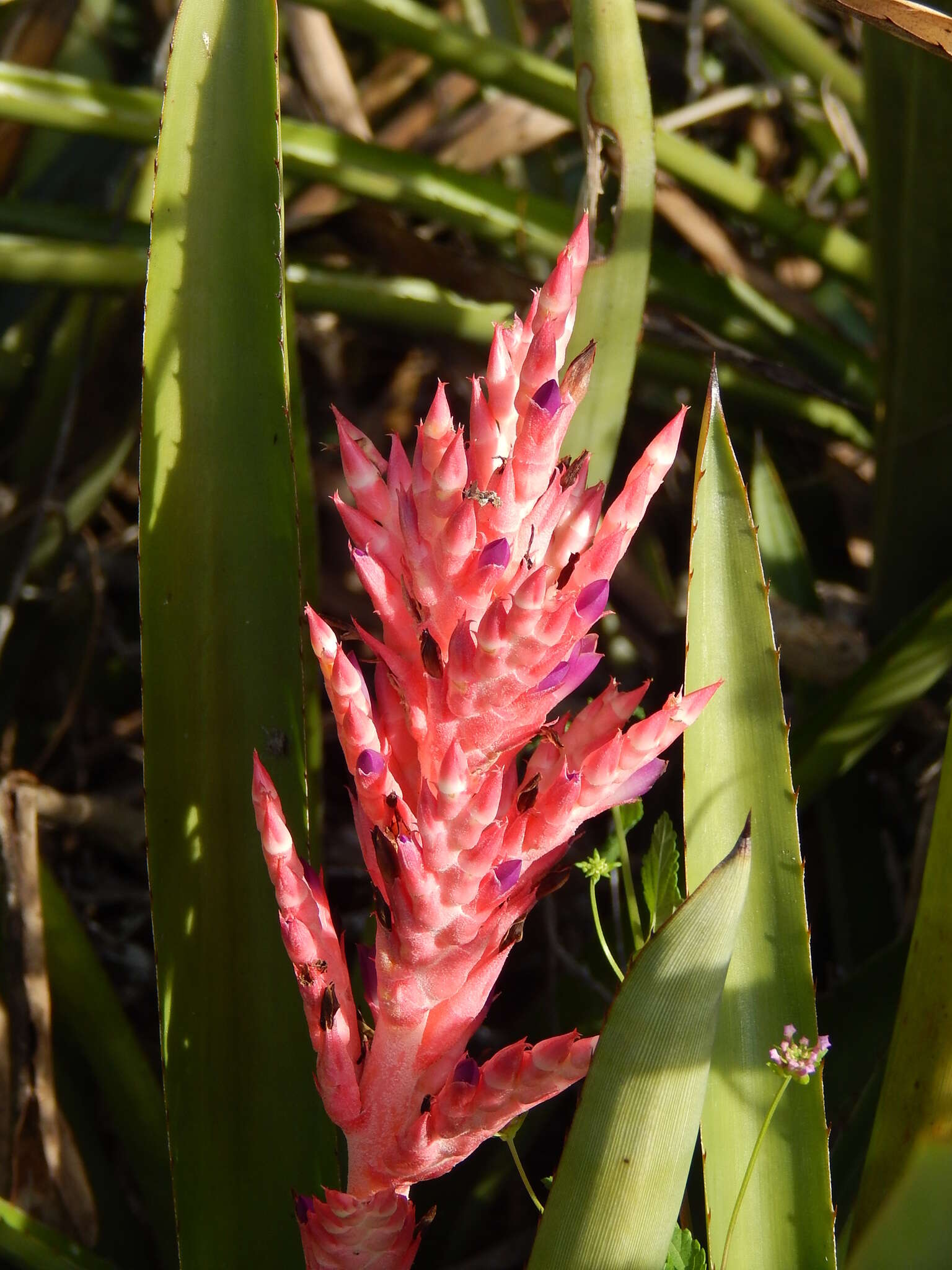 Imagem de Aechmea distichantha Lem.