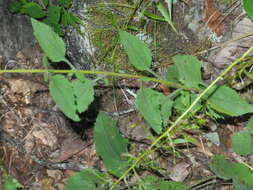 Image of autumn goldenrod