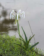 Imagem de Crinum arenarium Herb.