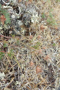 Image of Potentilla vulcanicola Juz.