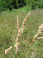 Image of Polypogon chilensis (Kunth) Pilg.