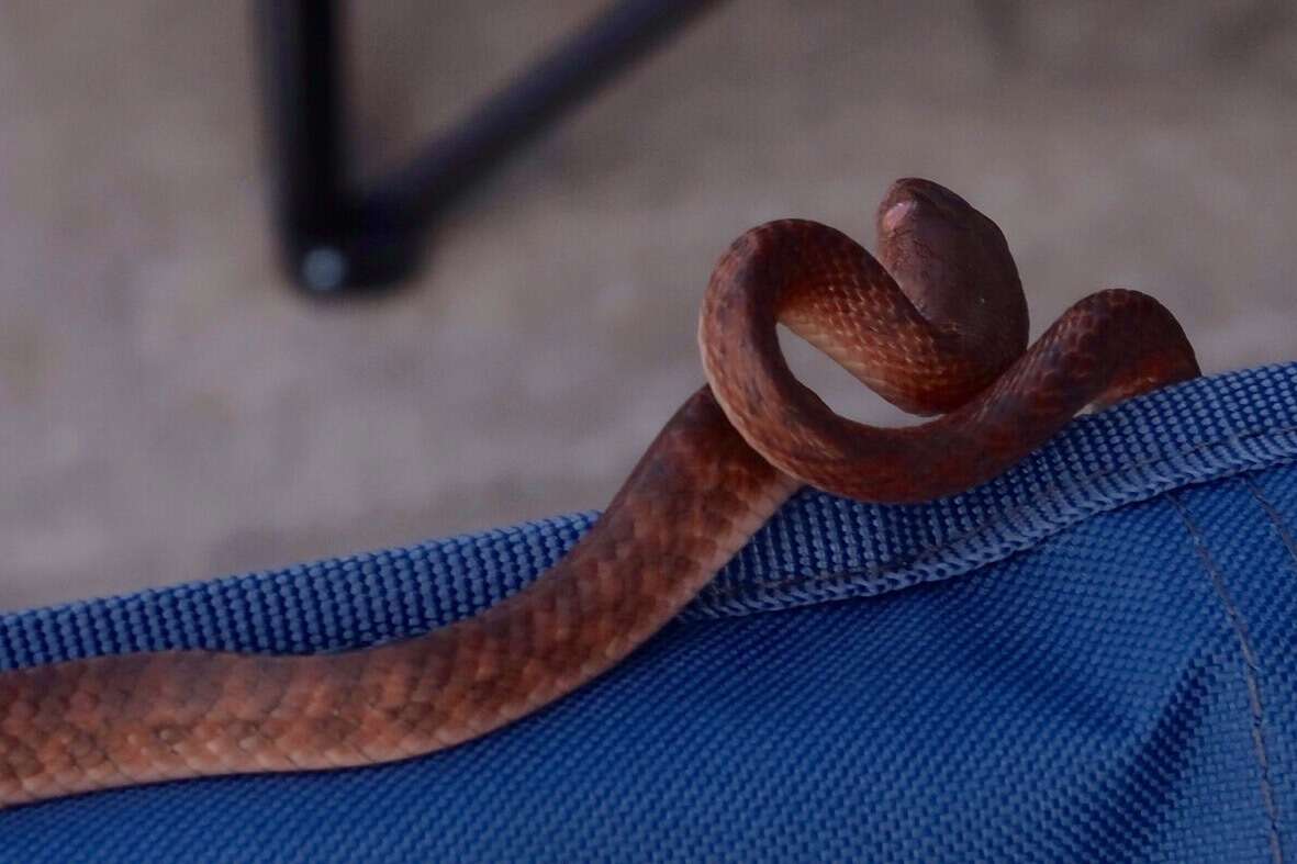 Image of Brown tree snake