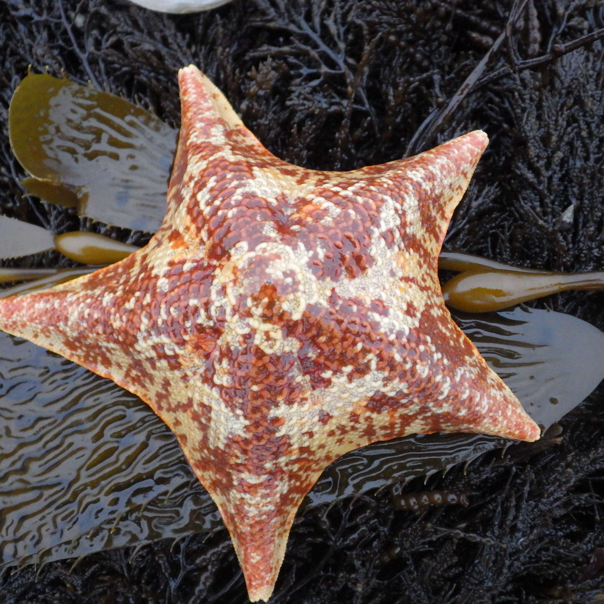 Image of Bat star