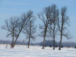 Image of green ash