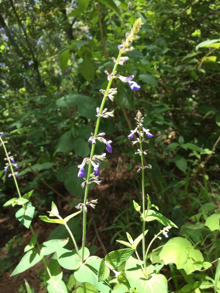 Image of Salvia ramamoorthyana Espejo