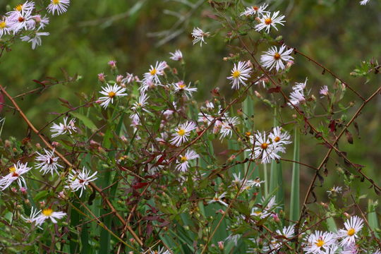 Image of climbing aster