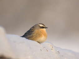 Image of Brown Accentor