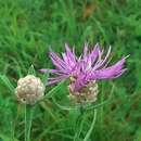 Image of Centaurea jacea subsp. gaudinii (Boiss. & Reut.) Gremli