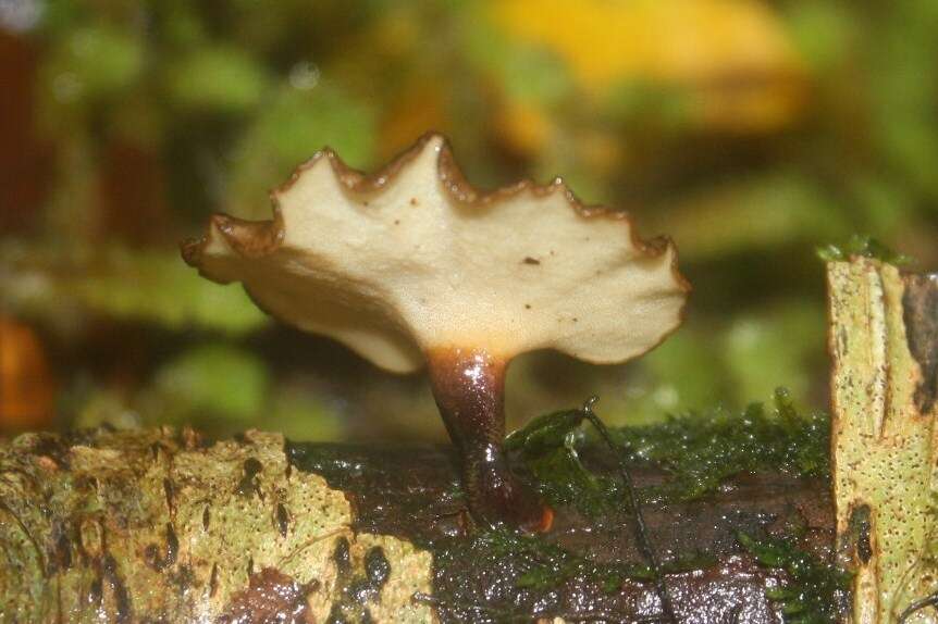 Image de Polyporus nigrocristatus E. Horak & Ryvarden 1984