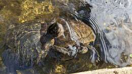 Image of Cat Island Freshwater Turtle